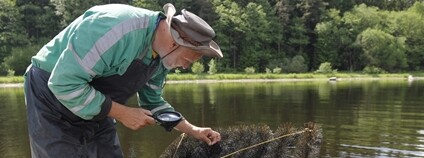 Hydrobiolog Jan Kubečka prohlíží candátí jikry. Foto: Daniela Procházková BC AV ČR