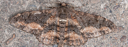 Foto: Bettaman / Flickr