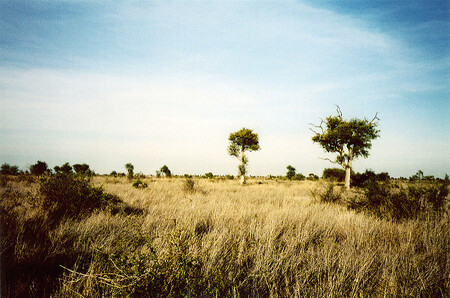 Řada států včetně Ruska a Číny zaznamenala loni vůbec nejteplejší rok v historii, například Jižní Afrika naměřila vůbec nejvyšší teplotu, která byla na Zemi zaznamenána během října - 48,4 stupně Celsia