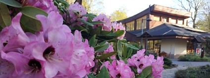 Rododendron v ostravské zoo Foto: B. Krzyžanková Zoo Ostrava