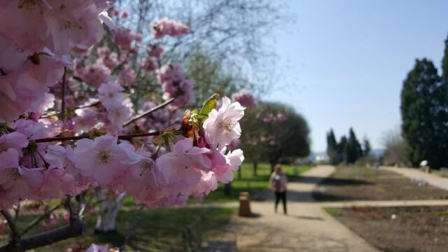 Kvůli vládním opatřením zavedeným proti šíření nákazy novým koronavirem byla trojská Botanická zahrada uzavřena veřejnosti od 13. března. / Ilustrační foto