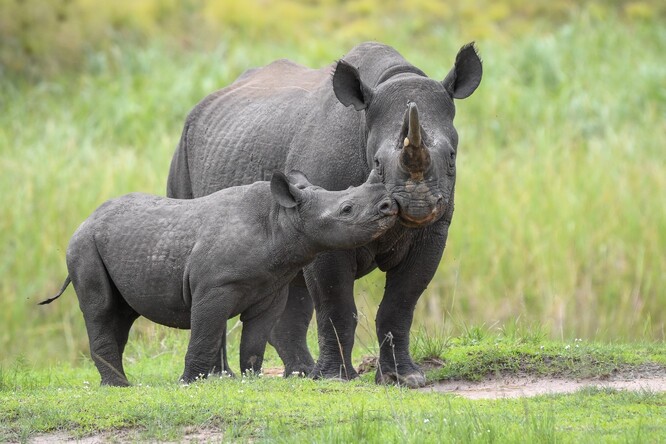 Už osamostatněné mládě Juru ještě s Jasiri.