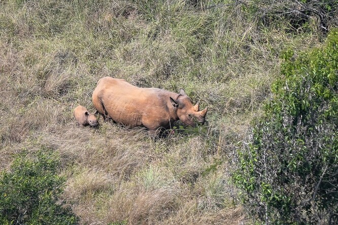 Jasiri s novým mládětem.