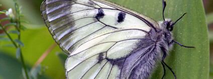 Jasoň dymnivkový Foto: Aleš Moravec AOPK ČR