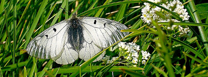 Foto: Mr. Tonreg / Flickr