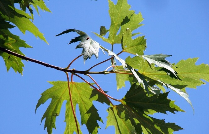 "Jsem přesvědčen o tom, že projekt, který začne kácením vzrostlého stromu, je špatným projektem," řekl Čižinský. Ilustrační foto