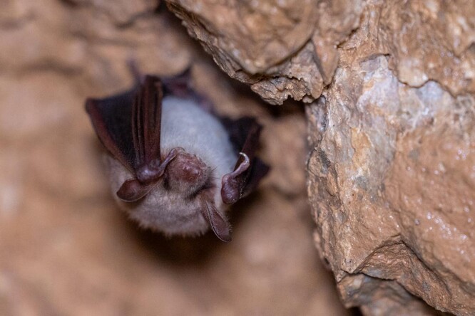 Netopýr zimující v Javoříčských jeskyních.