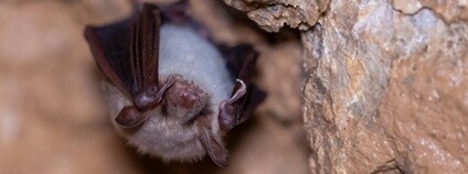 Netopýr zimující v Javoříčských jeskyních. Foto: Správa jeskyní ČR