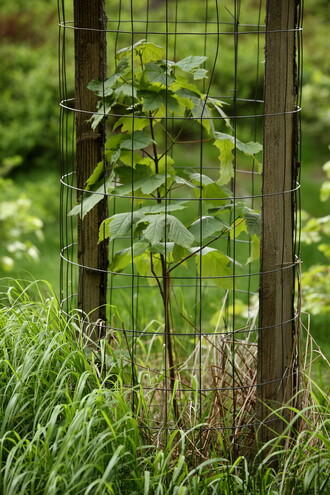 Javor klen by spolu s jedlí bělokorou, modřínem opadavým, bukem lesním a dalšími dřevinami měl rozrušit monopol smrku ztepilého.