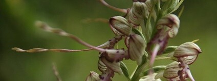 Jazýček jadranský - orchidej Foto: Wildlife Travel Flickr.com