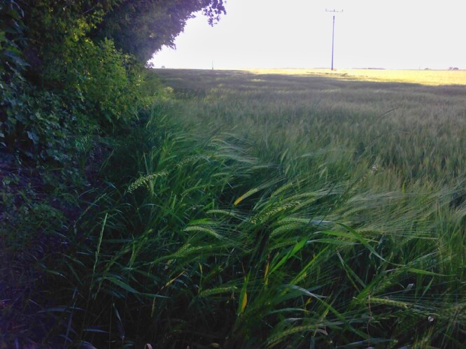 Jarní ječmen na severní straně topolového větrolamu.