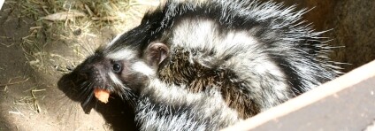 Chlupáč dlouhosrstý. Foto: Susan Rouse/EurekAlert Chlupáč dlouhosrstý. Foto: Susan Rouse/EurekAlert