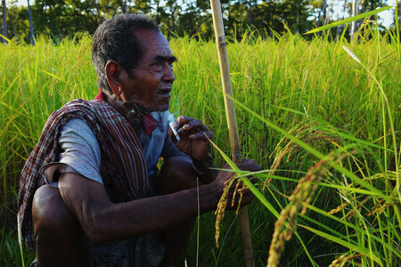 Film Poslední sloní muži vypráví o vztahu obyvatel kambodžské provincie Mondulkiri k těmto majestátním zvířatům