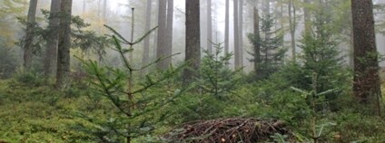 Smíšený les s jedlí bělokorou. Foto: VS Opočno / VÚLHM