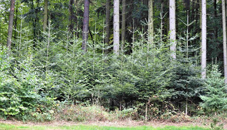 Jedle obrovská v českých lesích.