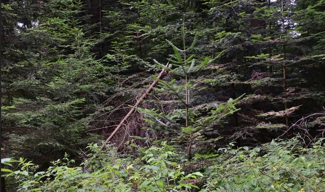 Jedle se vrací do Krušných hor,