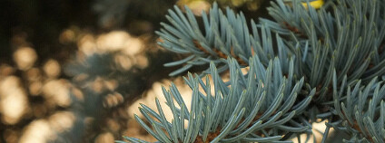 Jehličnan Foto: five seventh Flickr.com