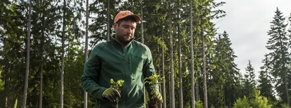 Sazeničky jedle bělokoré Foto: Kamila Antošová Správa KRNAP