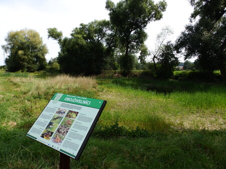 Lokalita má v důsledku středověkého rýžování zlata a pozdější lokální těžbě štěrkopísku velmi členitý reliéf. V jamách vzniklých touto činností se vytvořily desítky tůní.