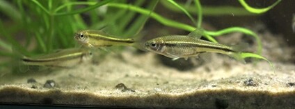 Jeleček teuchitlánský Foto: Zoo Ostrava