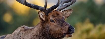 Jelen v Coloradu Foto: Tim Lumley Flickr