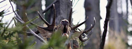 foto: Marek Drha / Správa NP A CHKO Šumava