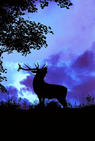 Při hlavových projevech jelenů rozeznáváme klidné broukání či mrmlání jelena, který je v klidu, jednotvárné táhlé volání jelena hledajícího laně, nebo sebevědomé a energické vytrubování, kdy jelen stojí u laní.