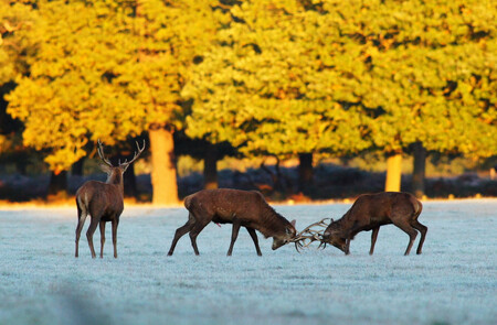 Zůstává otázka, jestli se změny v načasování týkají jen jelenů z ostrova Rum, anebo se dotýkají všech volně žijících populací.