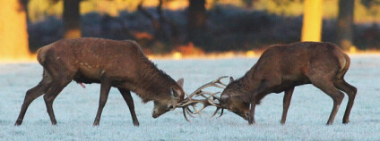 foto: eter Trimming / Flickr.com