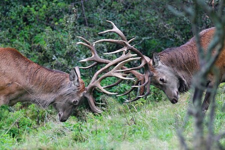 Pokud jeleni během souboje poznají, že jeden z nich má převahu, snaží se boj rychle ukončit. Slabší z jelenů potom využije nestřežený okamžik a odběhne.