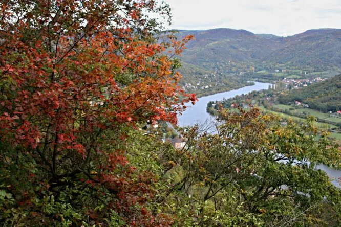 Jeřáb břek na podzim.