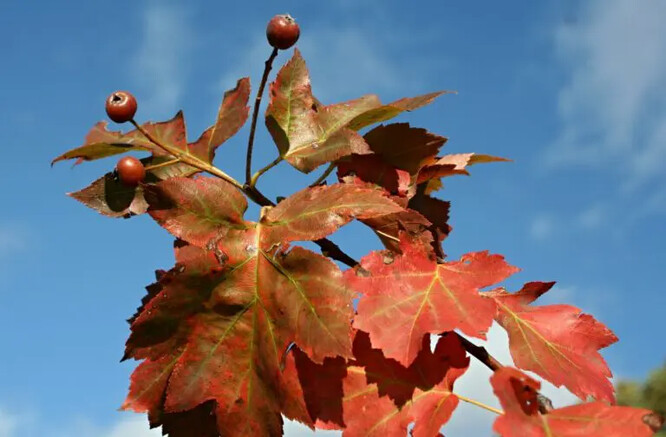 Jeřáb břek na podzim.