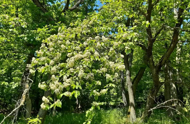 Kvetoucí jeřáb břek na jaře.