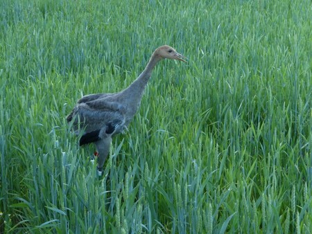 Jeřáb popelavý je velký pták z řádu krátkokřídlých. V České republice bylo první hnízdění prokázáno v roce 1989 na Českolipsku, populace se dále šíří a rozrůstá, v současnosti je v ČR okolo 60 hnízdních párů.