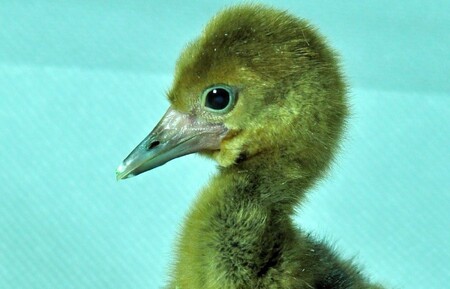 Tříměsíční mládě zpočátku dostávalo živý hmyz, myši a ryby, nyní přechází na speciální granule a živou stravu dostává jako doplněk. Až dospěje, poputuje do jiné zahrady.