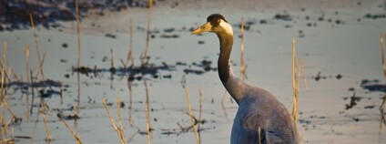 Jeřáb popelavý na izraelském jezeře Hula Foto: Flavio~ Flickr