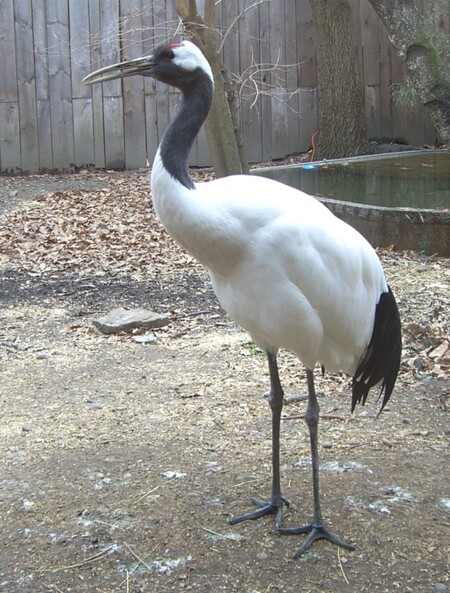 Populace těchto druhů jeřábů je v evropských zoologických zahradách dobrá a stabilní, naopak v místech jejich přirozeného výskytu je vhodné ji posílit