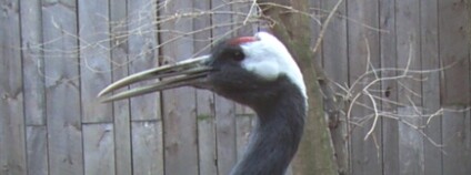 Jeřáb mandžuský Foto: Robin_Chen / Wikimedia Commons