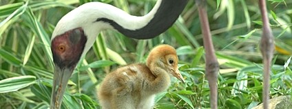 Ostravská zoo ochovává vzácné jeřáby bělošíjé Foto: E. Gombala Zoo Ostrava
