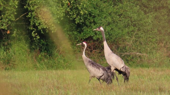 Celé jaro se na Mnišských loukách vyskytuje pár jeřábu popelavých.