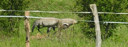 Malá mláďata jeřábů popelavých se krmí v bezprostřední blízkosti rodičů v ptačím parku Josefovské louky Foto: Alice Janečková ČSO