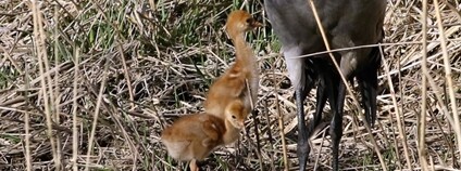 Foto: Petr Lumpe Zoo Ostrava