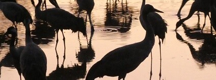 Jeřábi popelaví Foto: budak Flickr.com