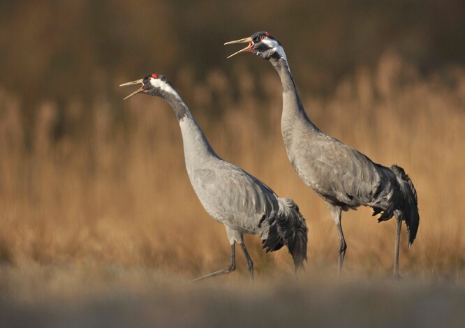 Hnízdiště jeřábů popelavých v Sedmihorských mokřadech těsně u projektovaného vyústění tunelu Pelešany.