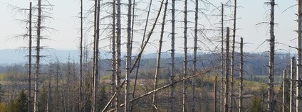 Kůrovcová kalamita v Jeseníkách 2019 Foto: Jana Kudrnová Flickr.com