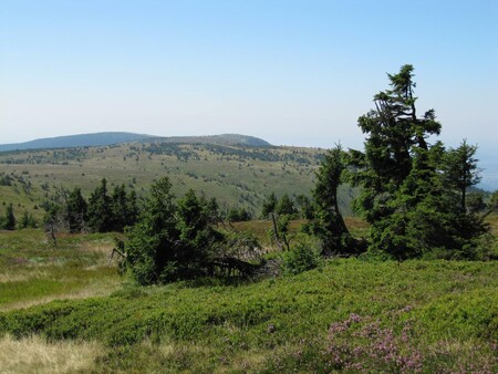 Přiložit ruku k dílu při výsadbě nového lesa budou moci v sobotu lidé na akci Pojďme zalesnit Jeseníky. / Ilustrační foto