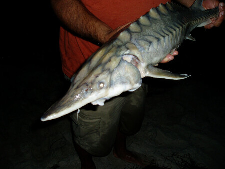 Jeseteři jsou zahrnuti do Úmluvy o ochraně ohrožených druhů, ale díky jejich složitému životnímu cyklu je proces záchrany druhu více než svízelný.