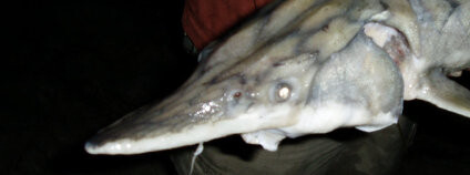 Foto: Toni Lucatorto / Flickr