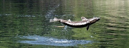 jeseter skáče Foto: Florida Fish and Wildlife / Flickr