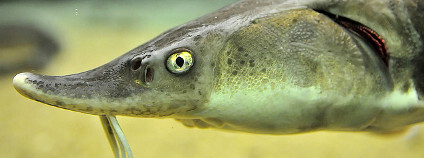 Už na podzim Povodí Moravy do řeky vypustilo prvních 200 značených jeseterů, odezvu od rybářů ale i přes výzvu nemá.